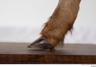 Deer doe foot hoof 0021.jpg